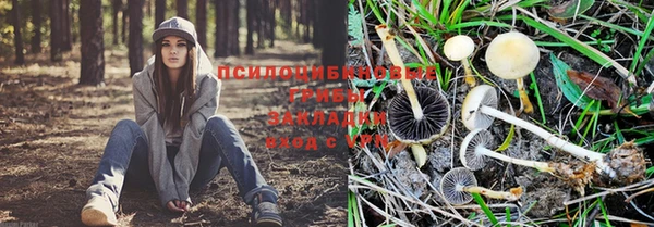 индика Бородино